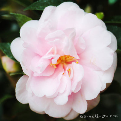 Camellia s. Jean May 5gal