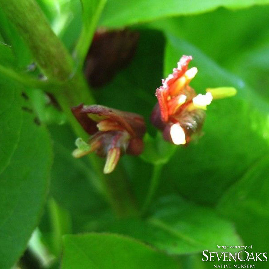 Lonicera conjugialis 1gal Honeysuckle