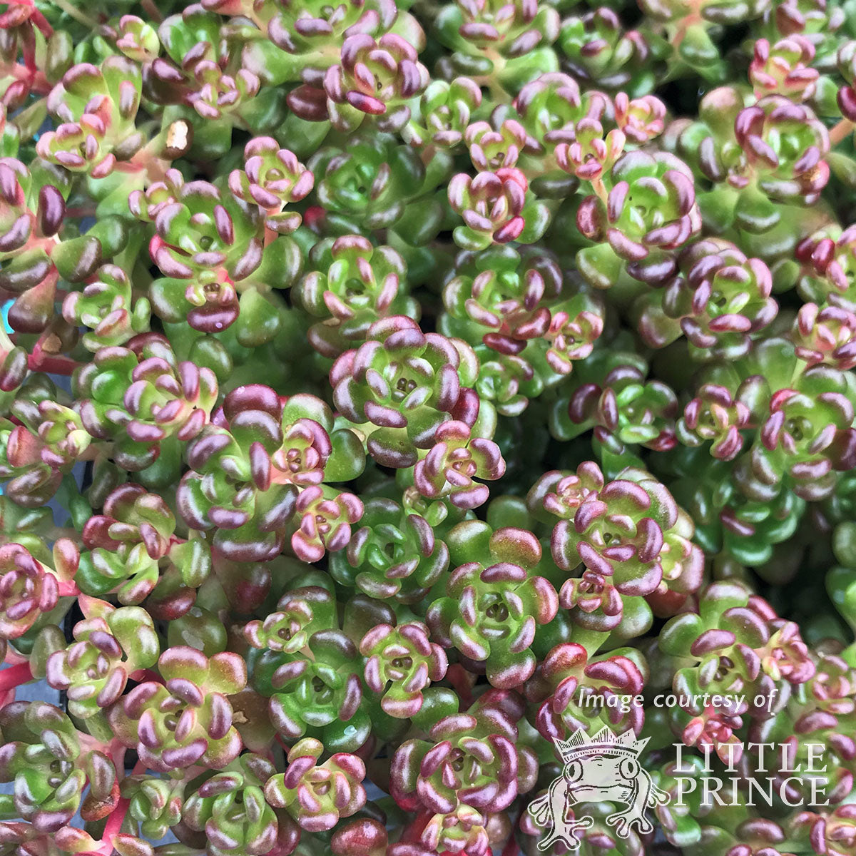 succulents native to oregon Sedum oreganum 4.25in Oregon Stonecrop CF