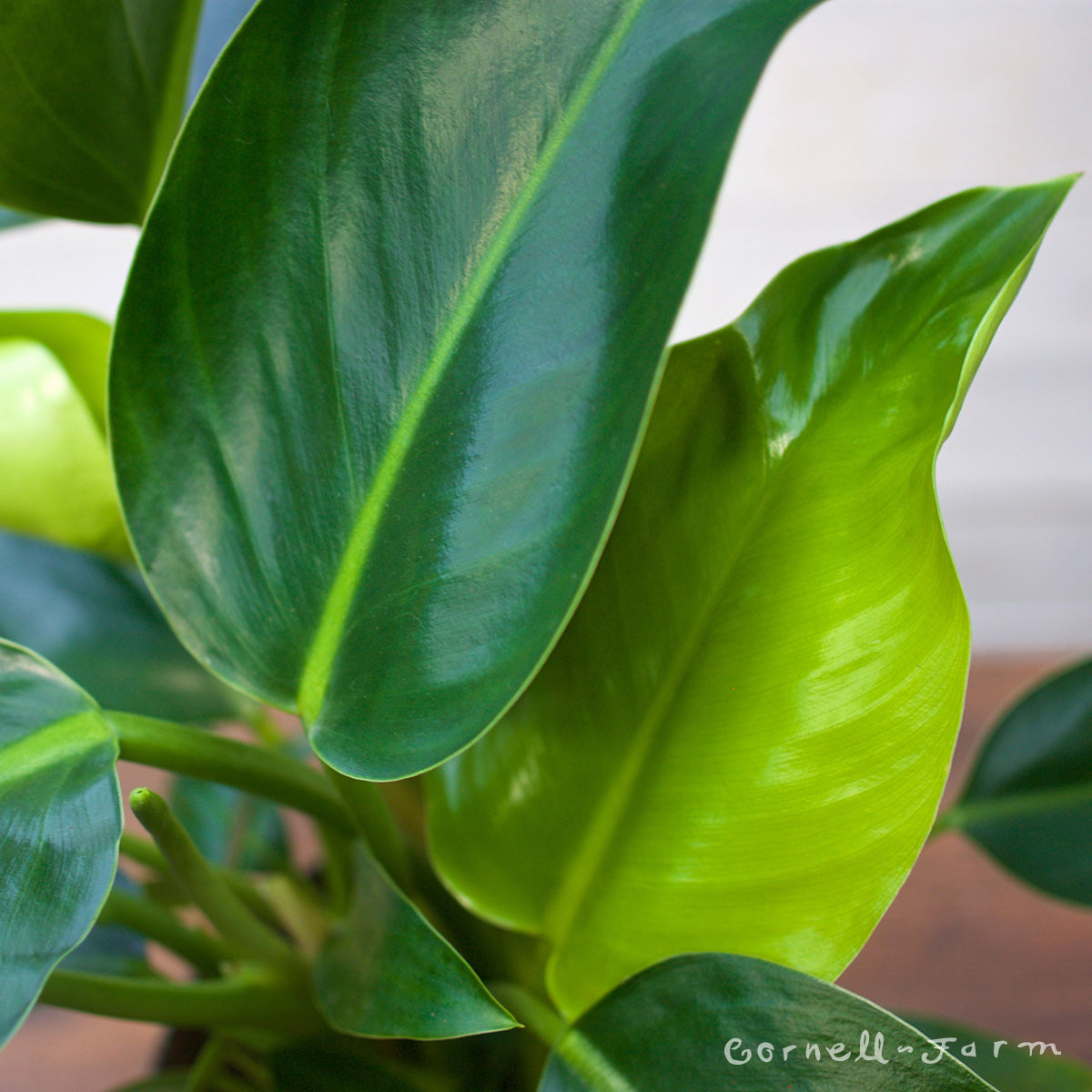 philodendron green congo scientific name Philodendron t. melanochlorum 6in Congo Green – Cornell Farm