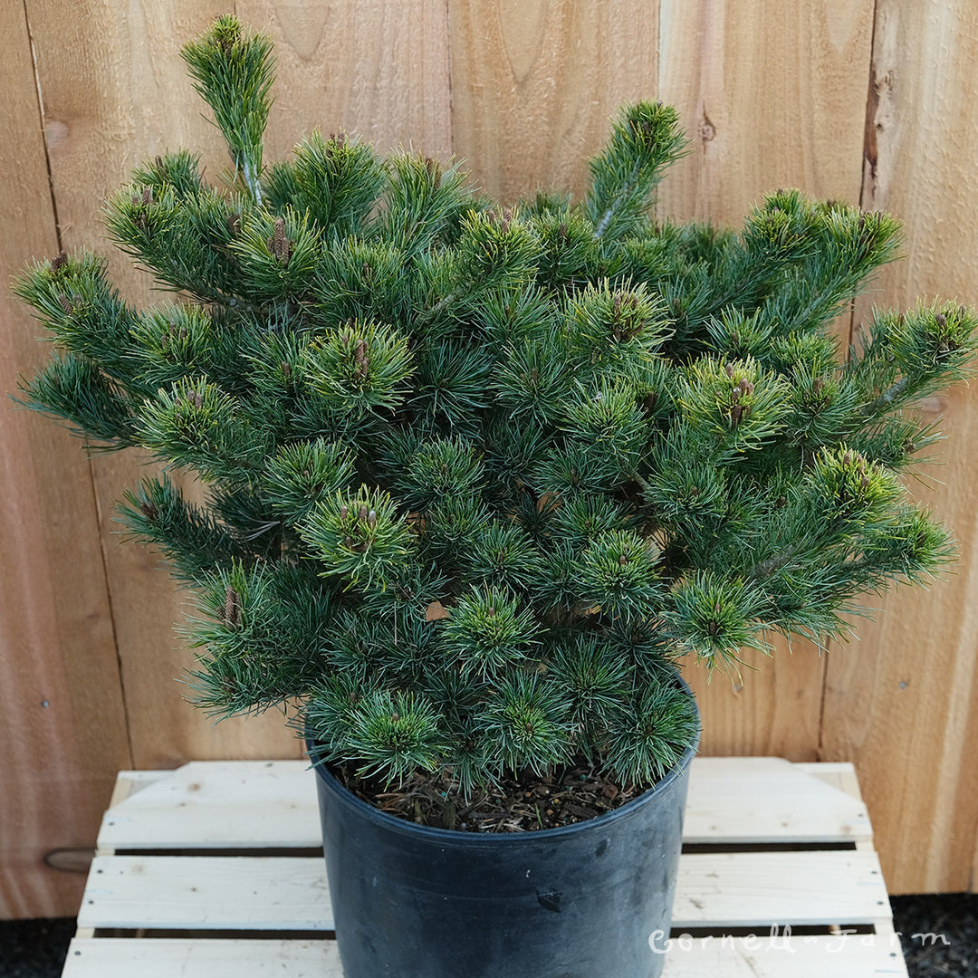 Pinus p. Catherine Elizabeth 3gal Japanese White PIne – Cornell Farm