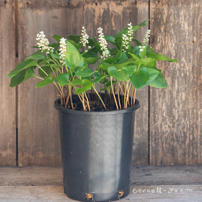 Maianthemum dilatatum 1gal False Lily of the Valley