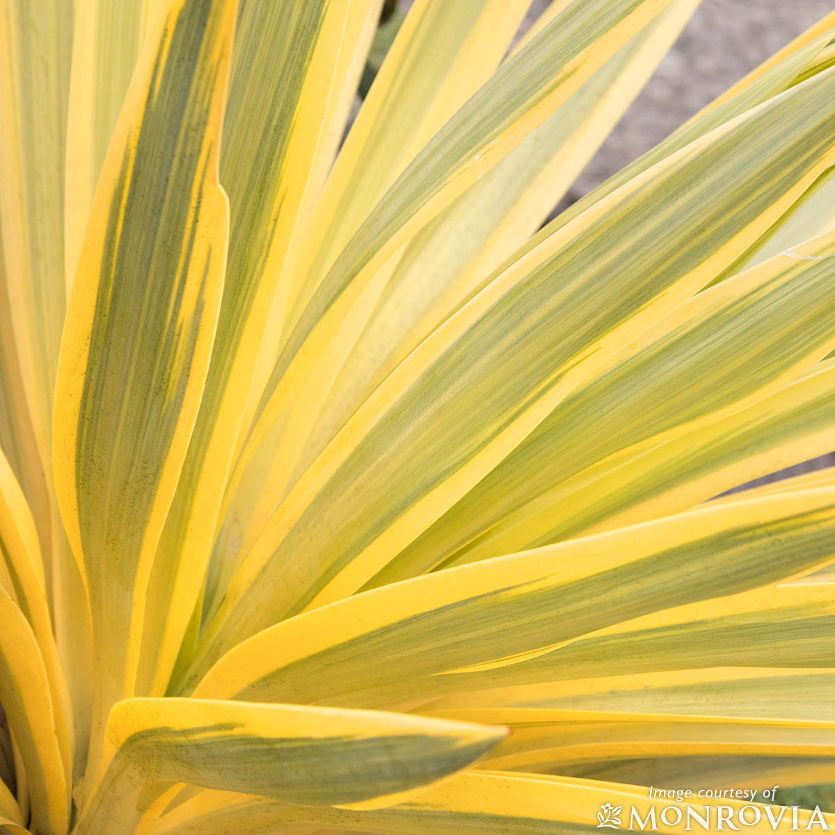 Yucca gl. Bright Star 5gal