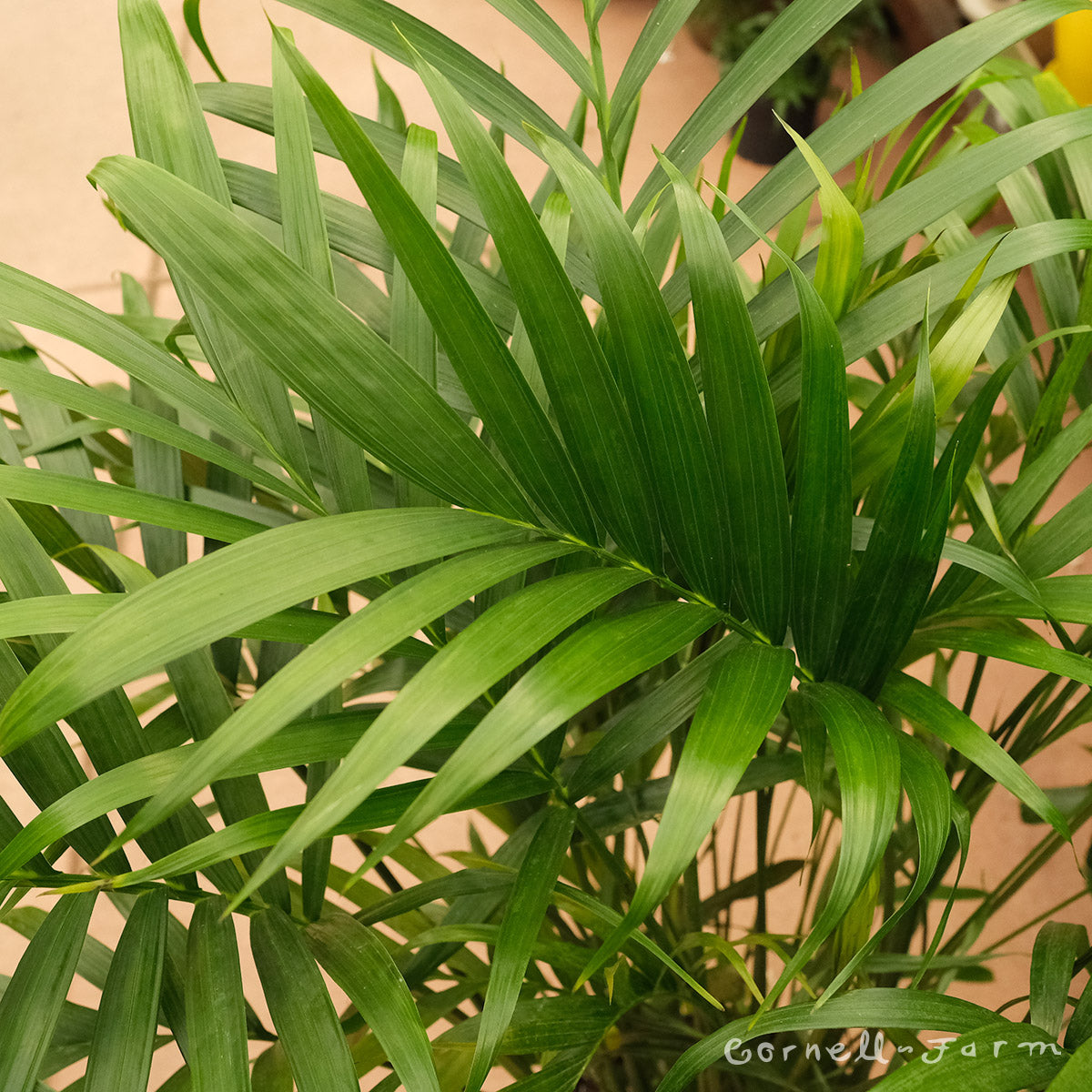 Chamaedorea cataractarum 10in Cat Palm