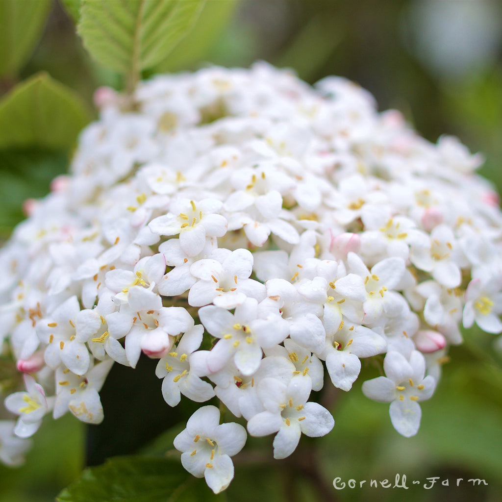 Viburnum carlesii 2gal Korean Spice Viburnum - Thumbnail 2