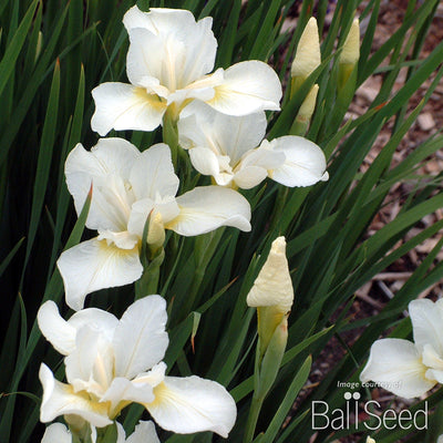 Iris sib. White Swirl 1gal CF
