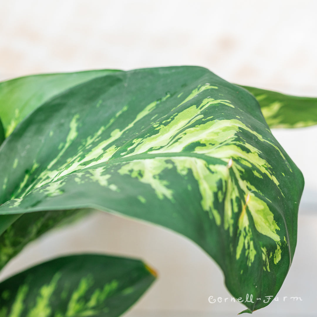 dieffenbachia amoena tropic snow poison Dieffenbachia amoena 8in Tropic Snow – Cornell Farm