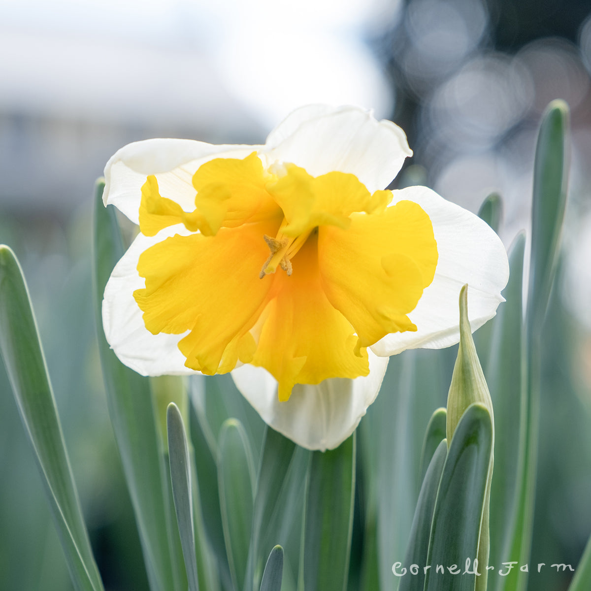 Daffodil Orangery 6in CF