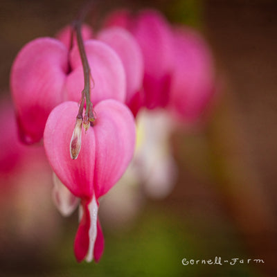 Dicentra spectabilis Gold Heart Qrt