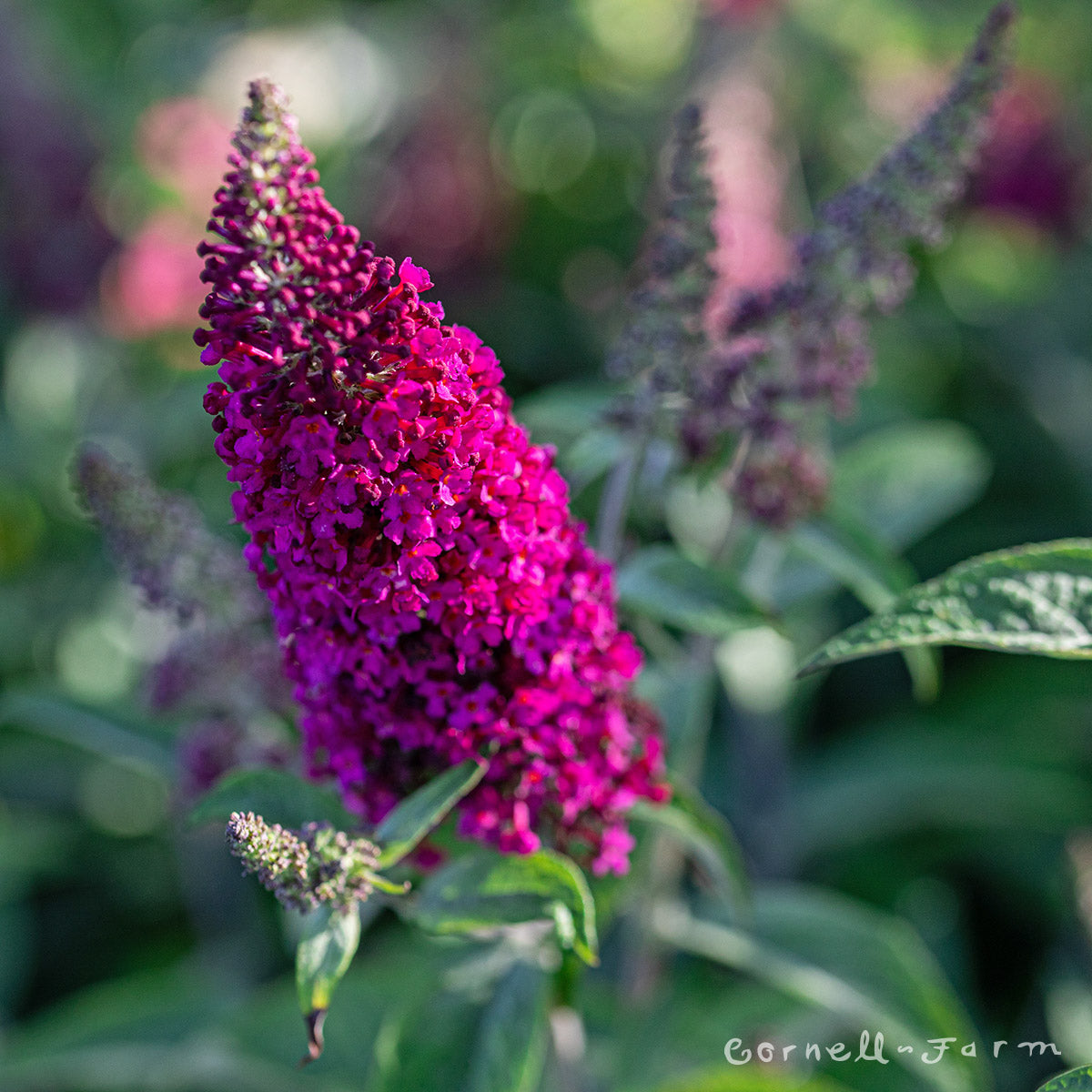 Buddleia Miss Molly 2gal Butterfly Bush