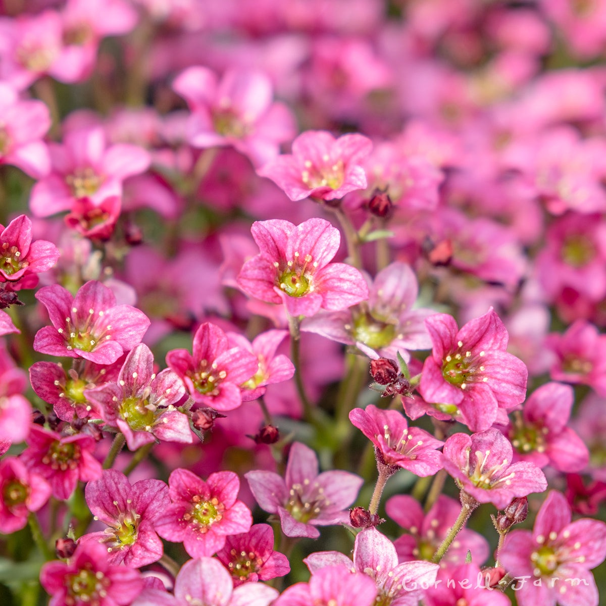 Saxifraga Alpino Early Rose 4in.