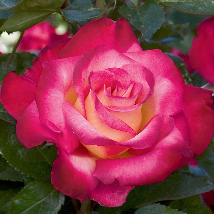 3a2a6cf6fed65aaafc846d4cd8060e