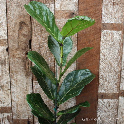 Ficus lyrata 8in Fiddle Leaf Fig