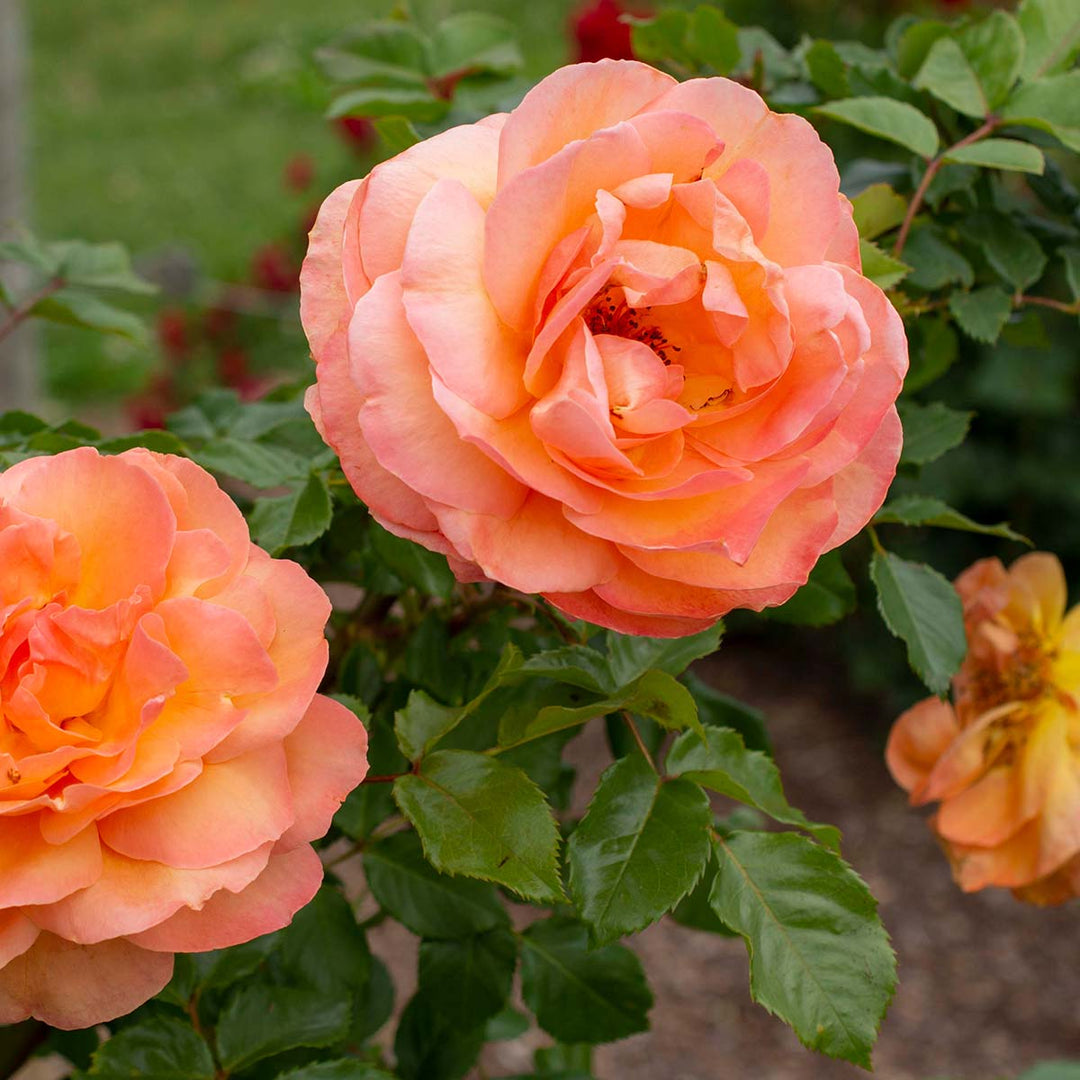 roseページ The-Beauty-of-Origami-