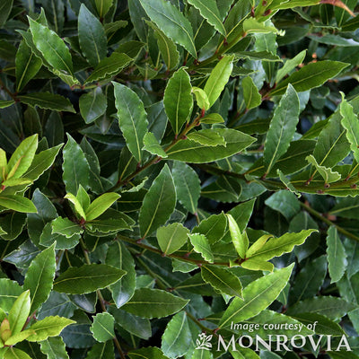 Laurus Nobilis Little Ragu 2gal Bay Laurel