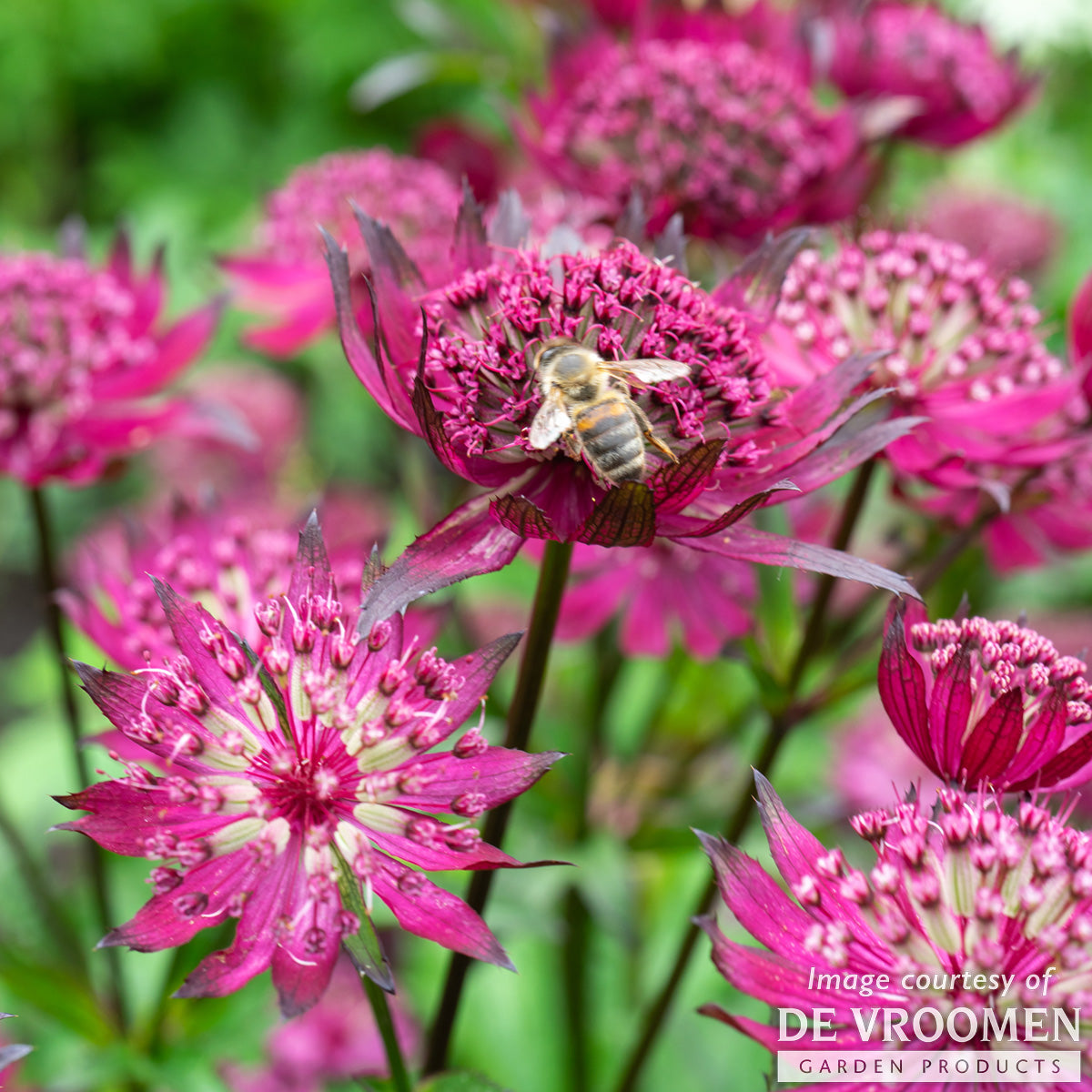 Astrantia Sparkling Stars Red 1gal CF