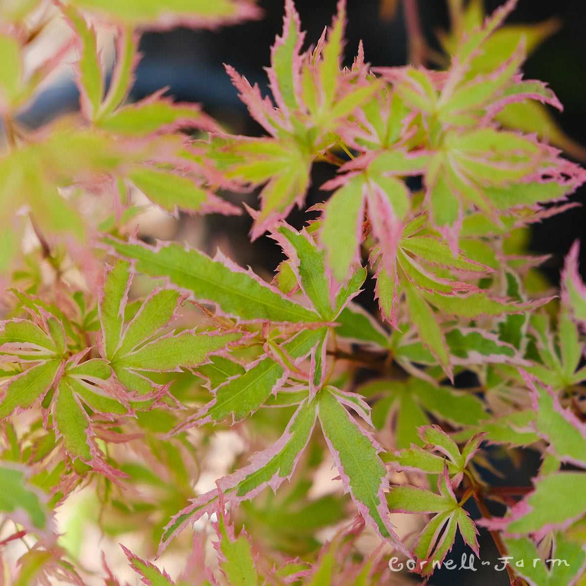 Acer p. Butterfly 1gal Japanese Maple