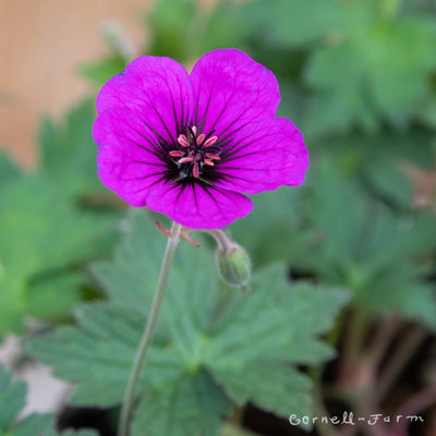 Geranium Ann Thomson 1gal CF Hardy Geranium