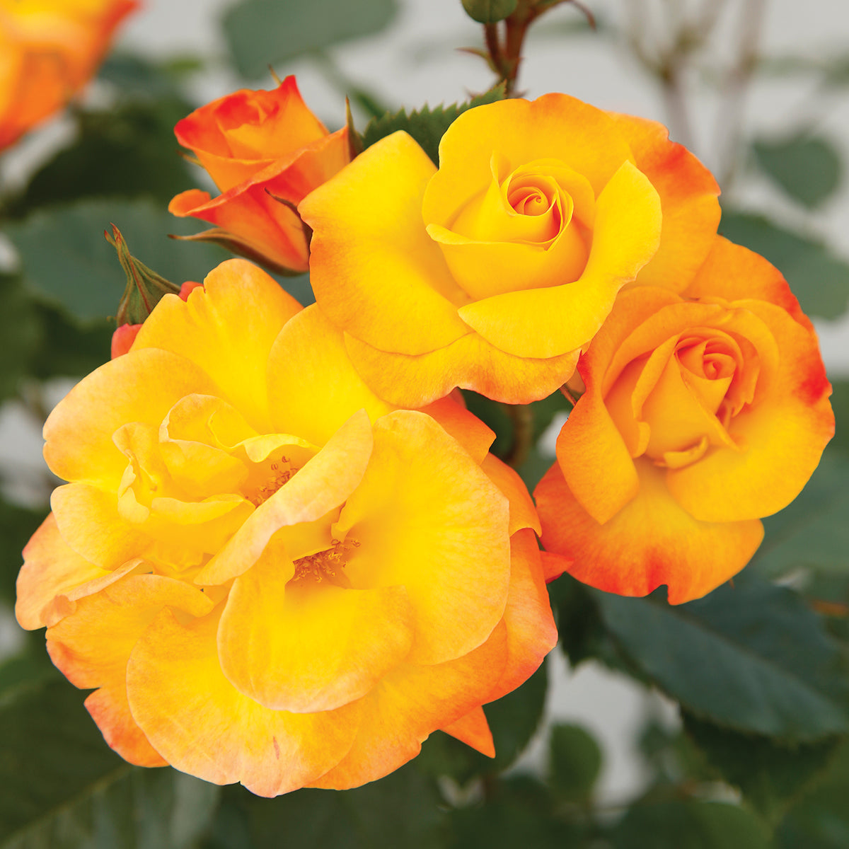 Rose Veranda Fiesta 5 gal