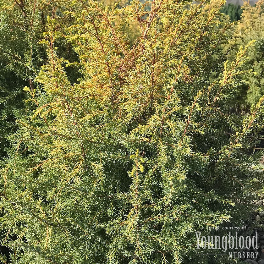 Juniperus c. Gold Cone 5gal Common Juniper