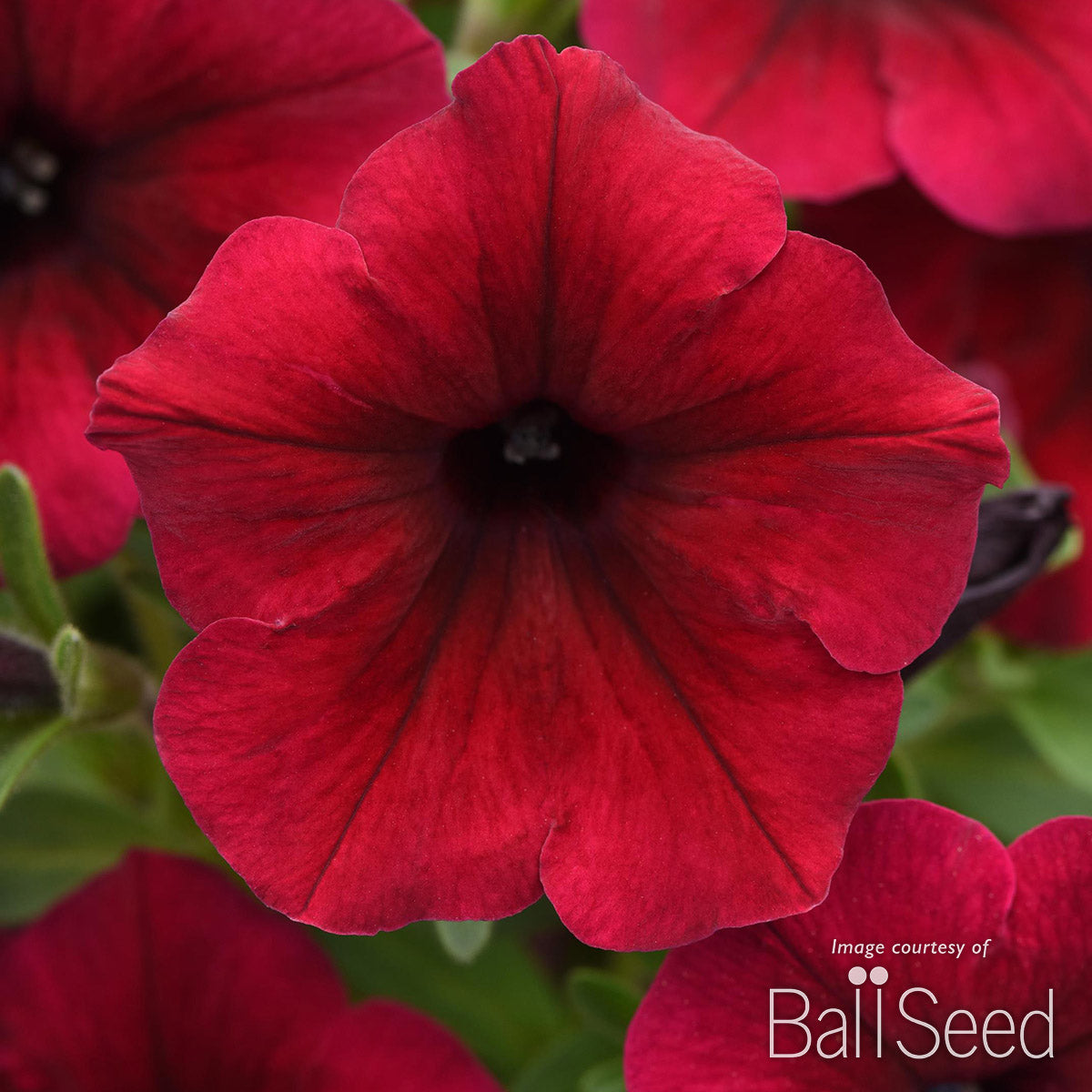 Petunia SureShot Dark Red 4.25in CF