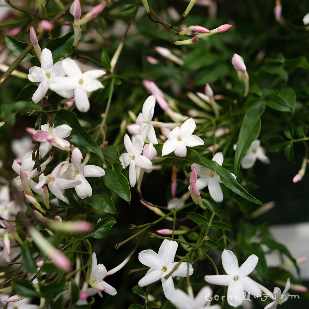 Jasminum polyanthum 1gal Jasmine Pink