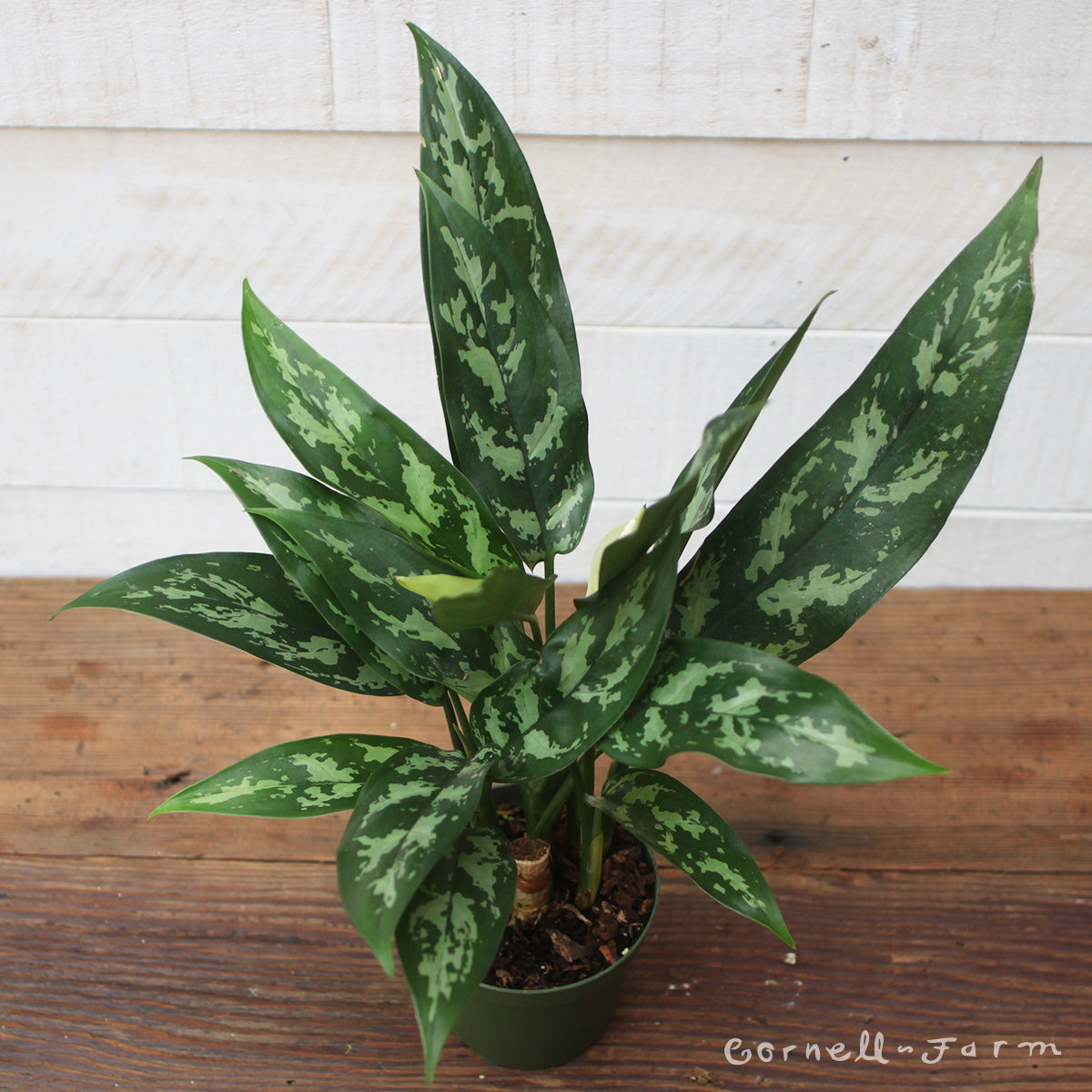 Aglaonema 4in Maria