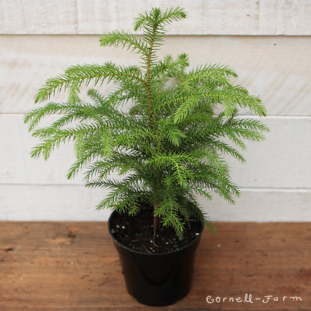 3ba25cd5215f167aa5543d2403726a