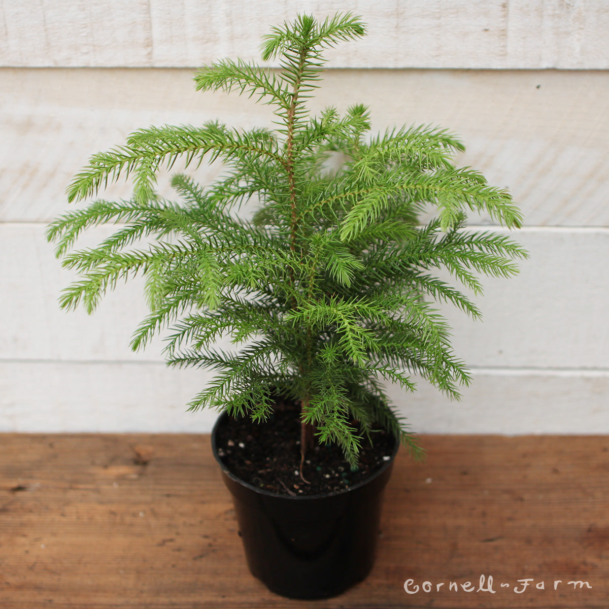 Araucaria heterophylla 4in Norfolk Island Pine