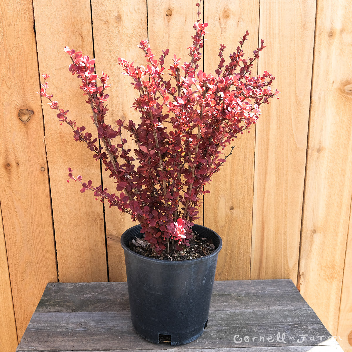 Berberis t. Orange Rocket 2gal Barberry