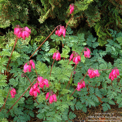 Dicentra Amore Rose Qrt. Bleeding Heart CF