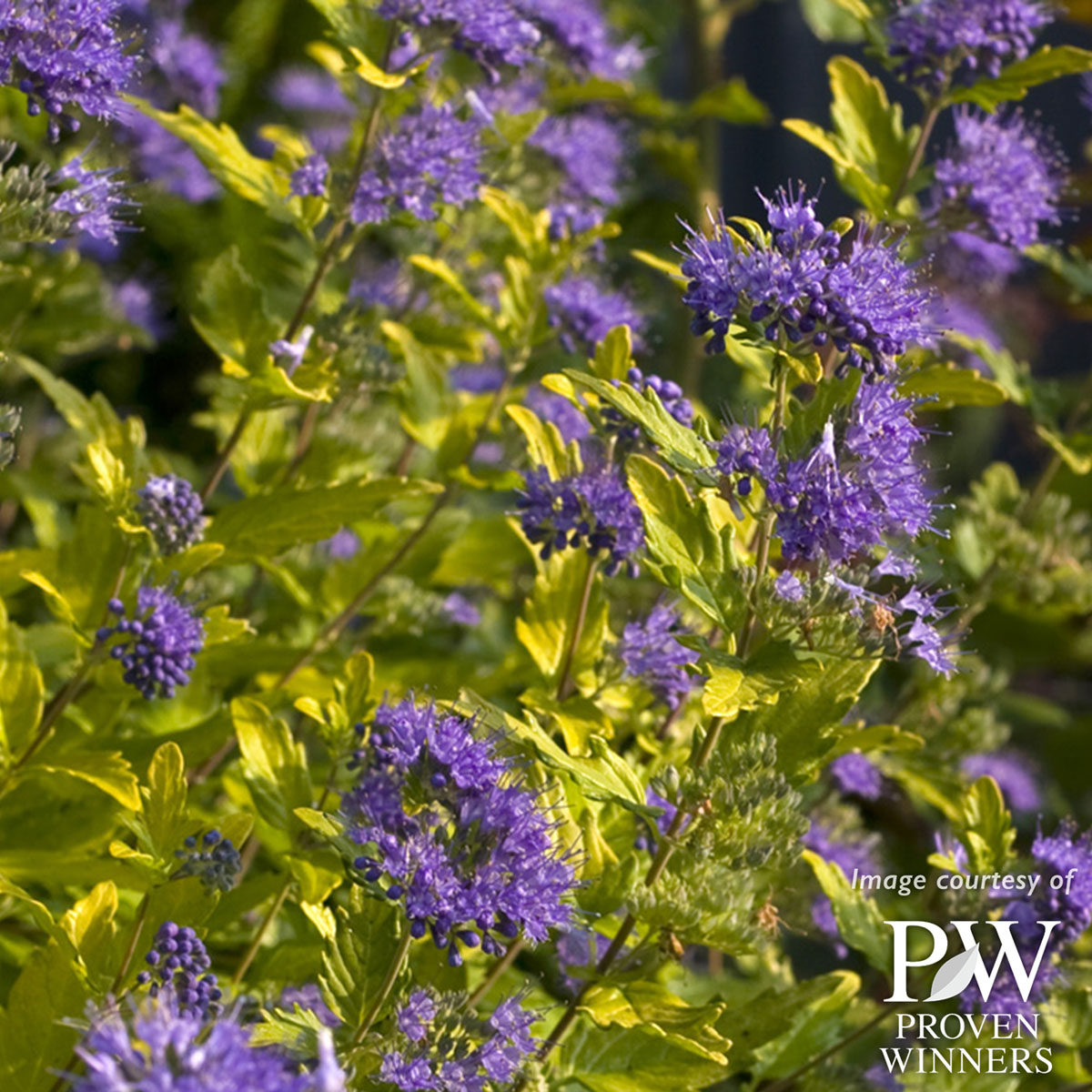 Caryopteris i. Sunshine Blue 2gal Bluebeard