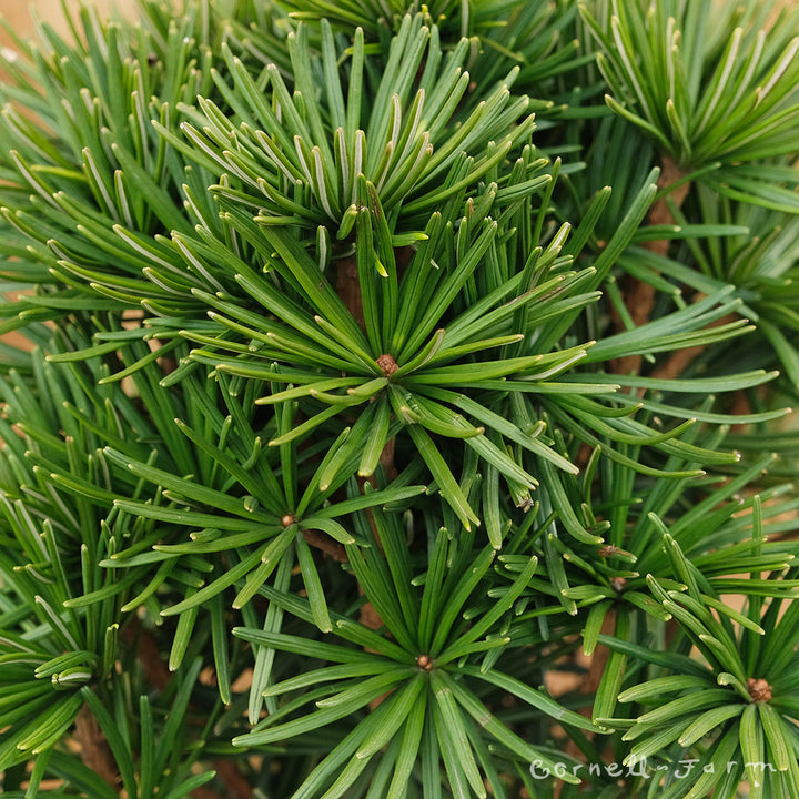 Sciadopitys v. Green Star 3gal Japanese Umbrella Pine – Cornell Farm