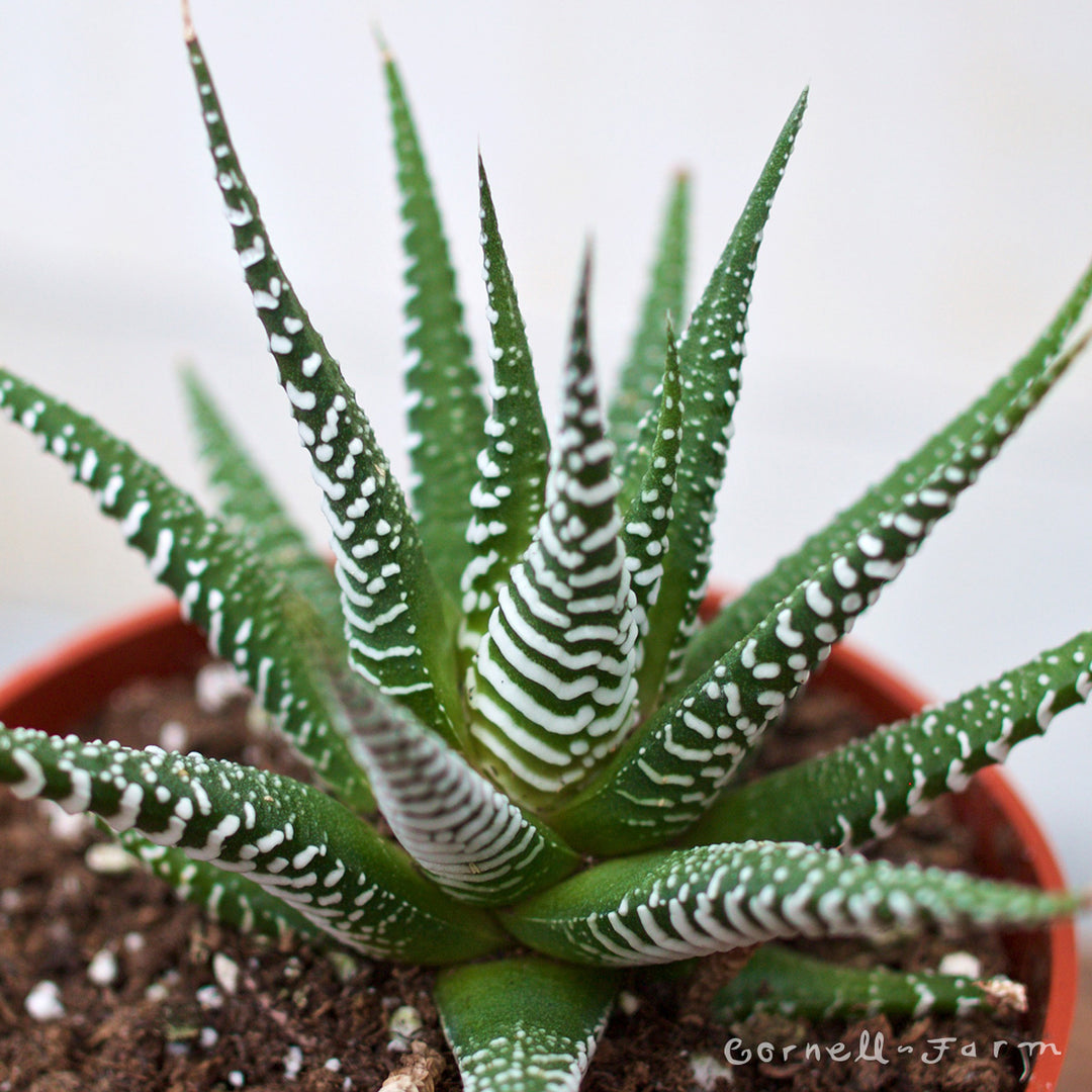 Haworthia zebrina 4in Zebra – Cornell Farm