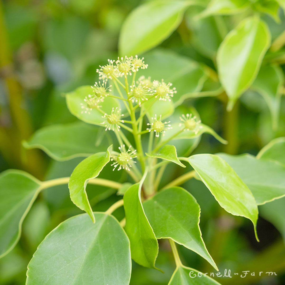 Trochodendron a. Wheel Tree 6gal