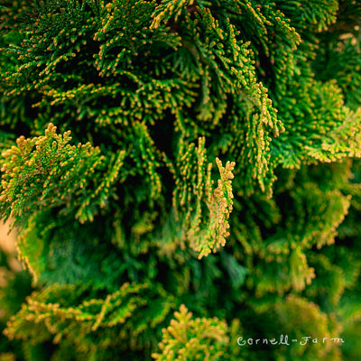Chamaecyparis o. Nana Gracilis Fast Form Hinoki Cypress 10gal