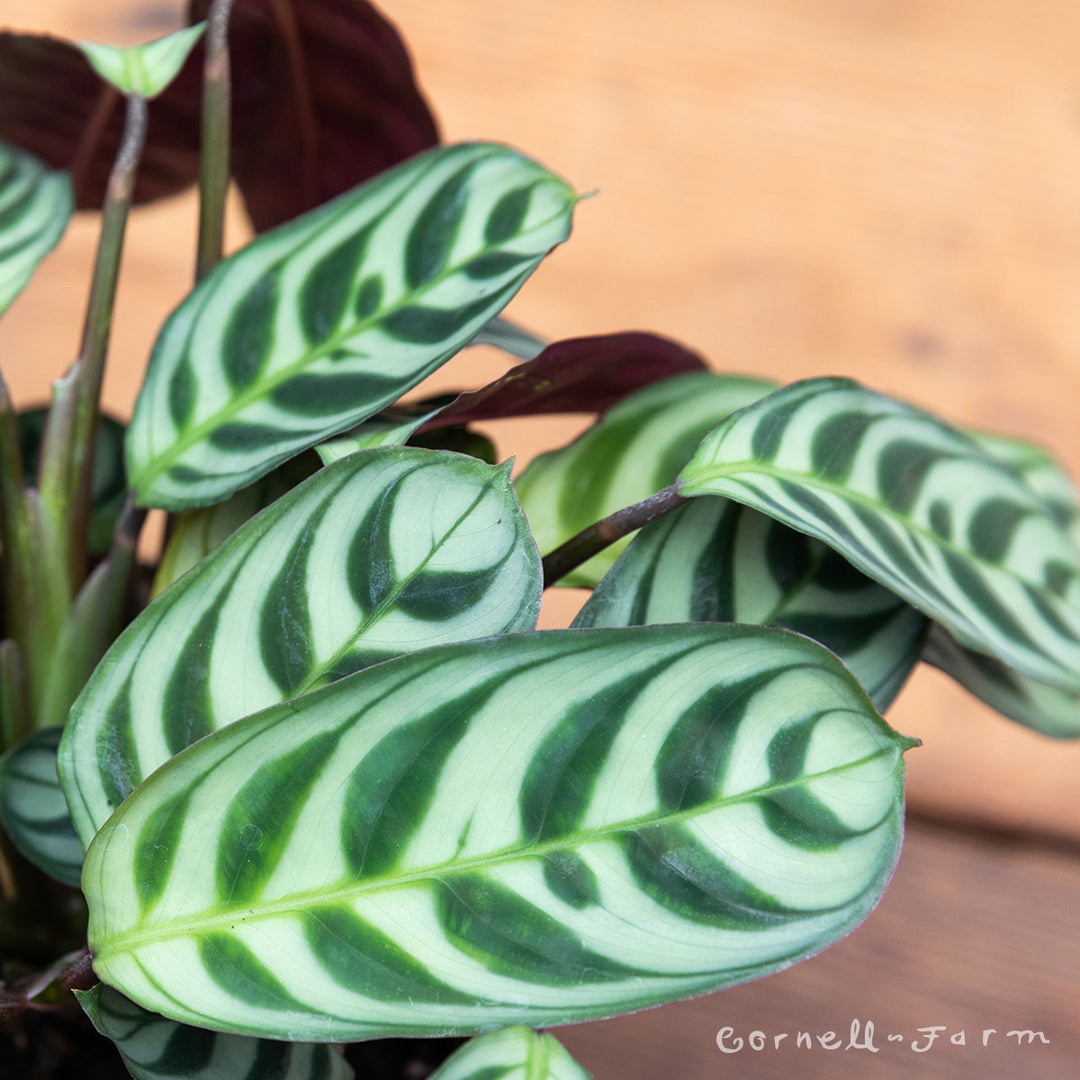 wishbone prayer plant Ctenanthe amagris 4in Burle Marxii