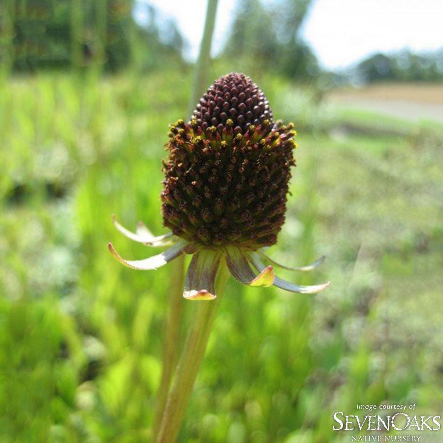 Rudbeckia occidentalis 1gal