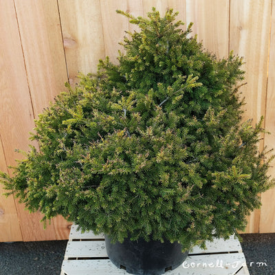 Picea o. Losely 6gal Oriental Spruce