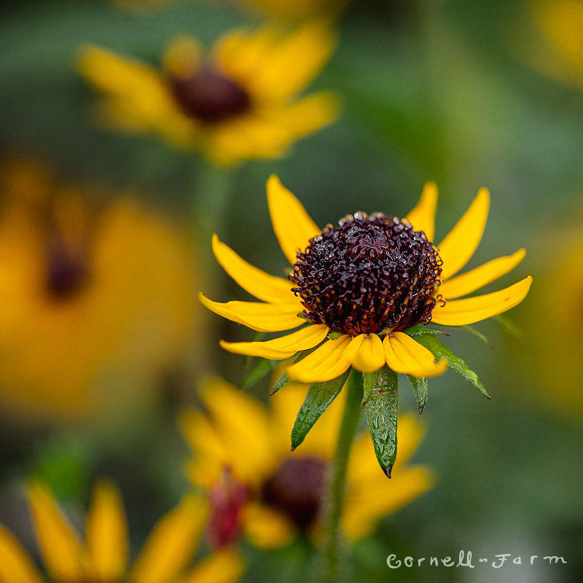 Rudbeckia f. Little Goldstar Qrt. CF