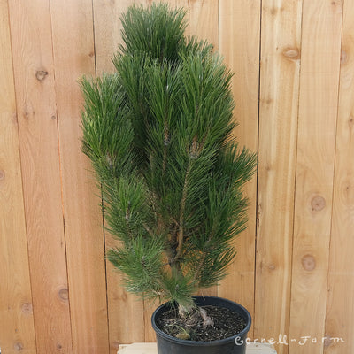 Pinus n. Arnold's Sentinel 6gal Austrian Black Pine
