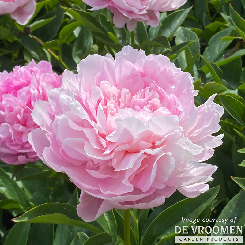 Paeonia Susie Q 2 gal Peony CF – Cornell Farm