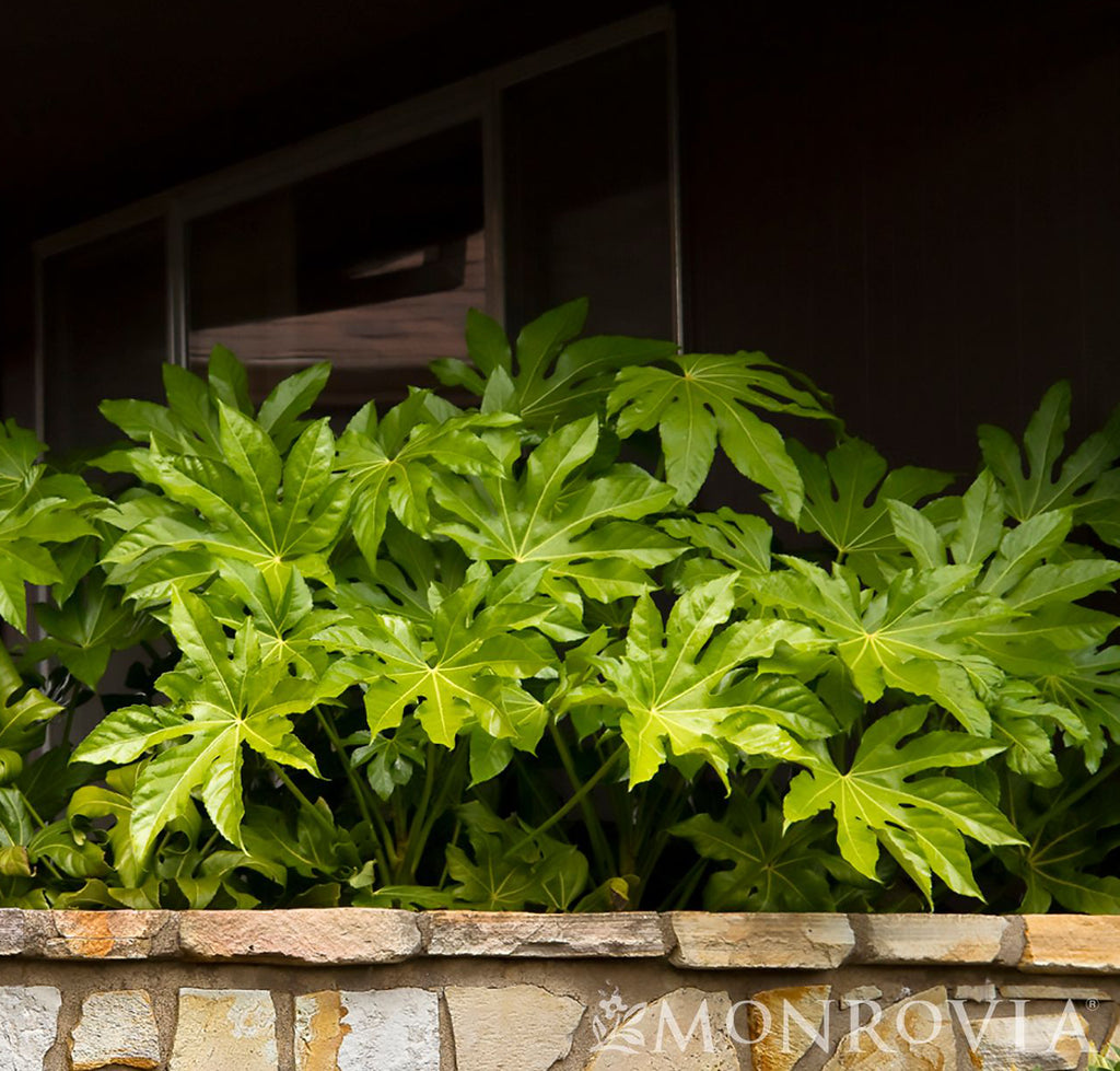 Fatsia japonica 5gal Japanese Aralia – Cornell Farm