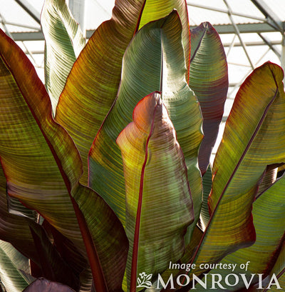 Ensete ventricosum Maurelii 5gal Red Banana