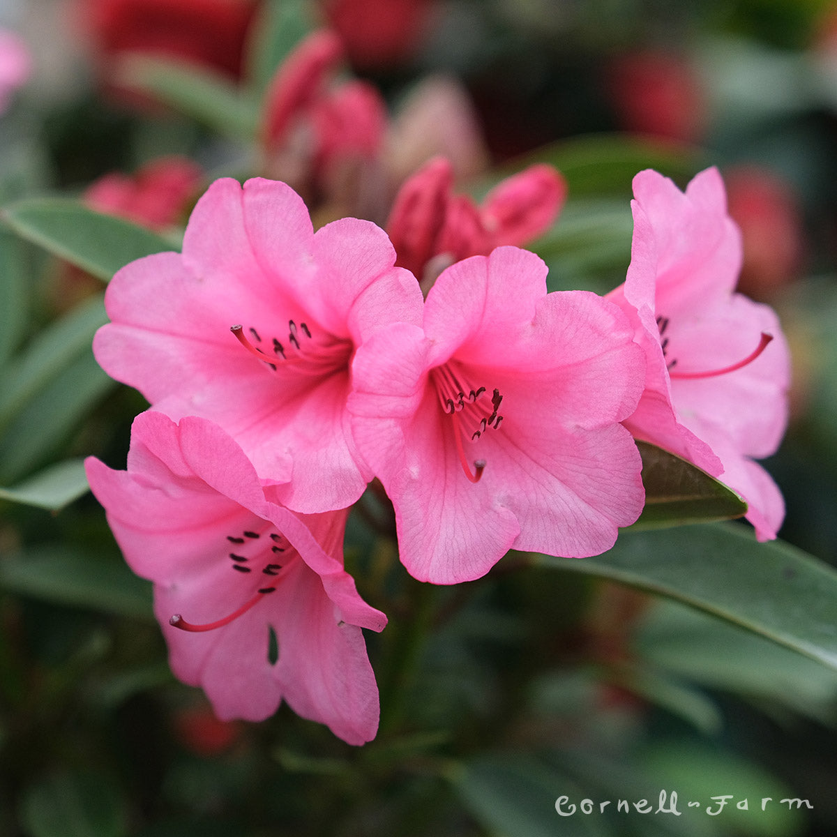 Rhododendron Kim Beth 1gal