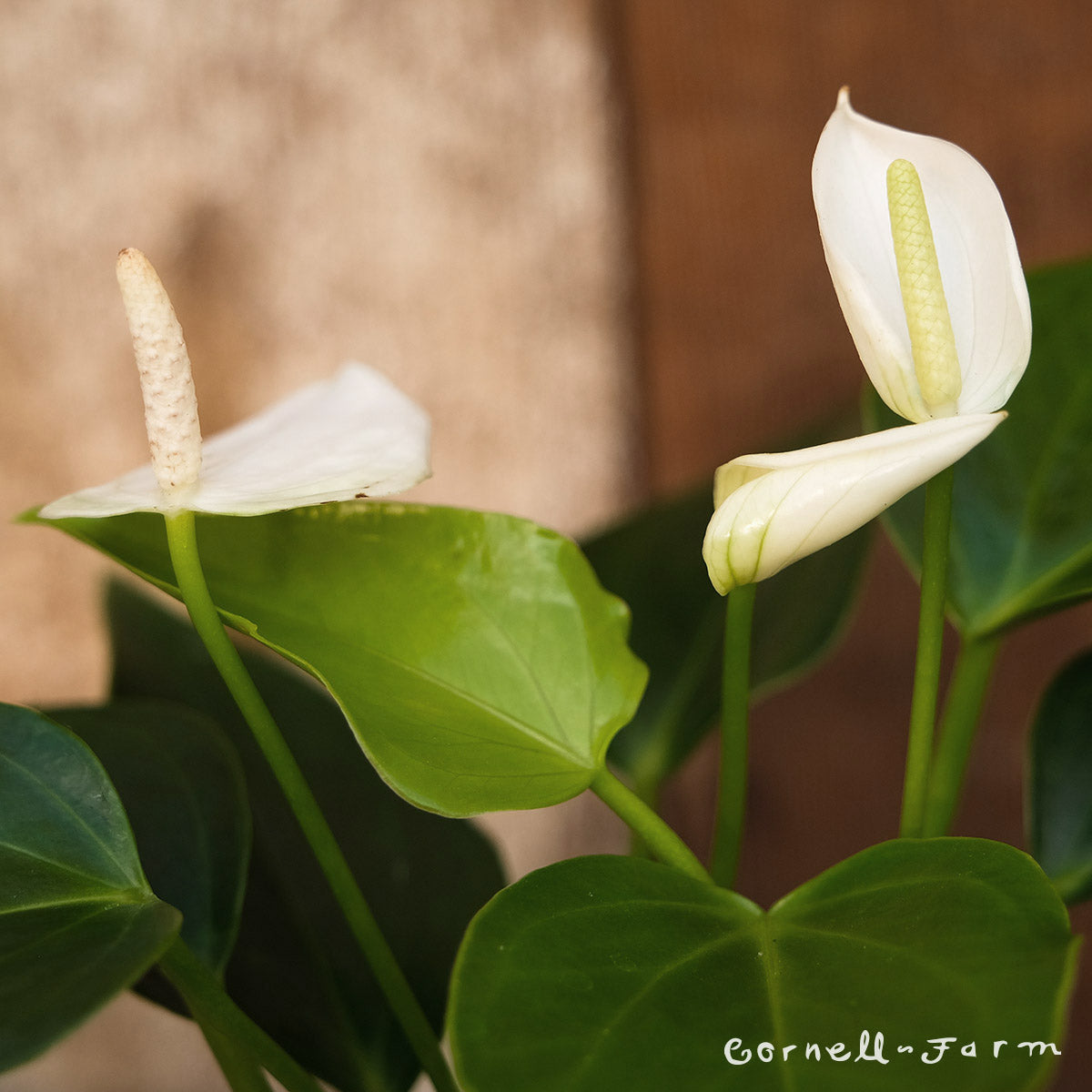 Anthurium andraeanum 4in White Flower