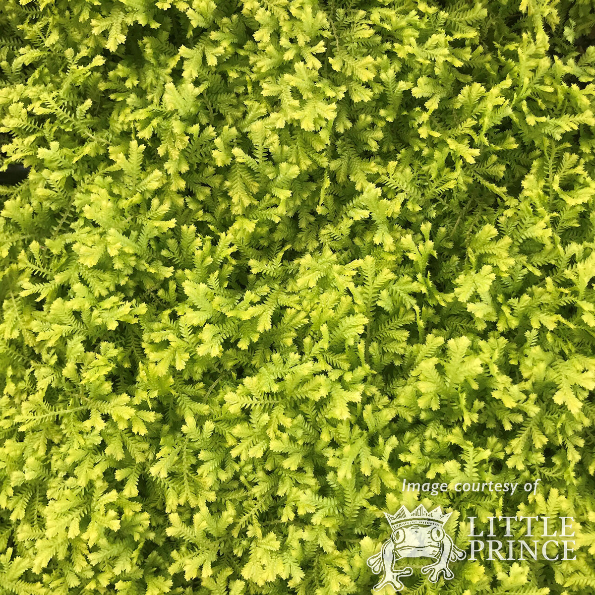 Selaginella kra. Aurea 4.25in Golden Spike Moss CF