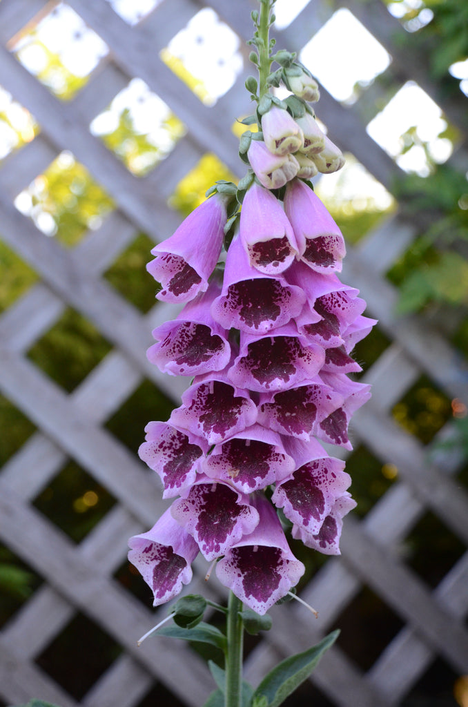 Digitalis p. Sugar Plum