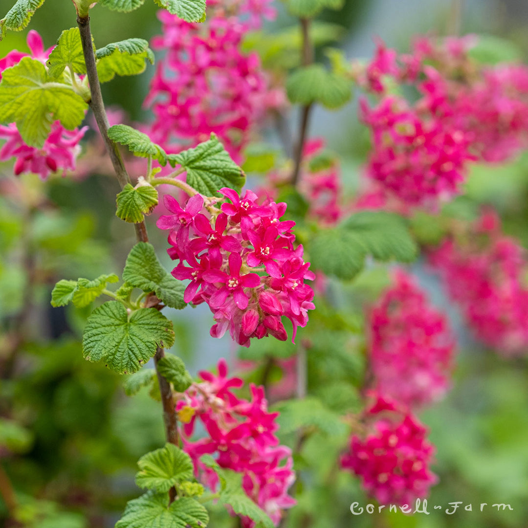 Df Currant Blue 20 Pack Price Ribes: Wild Currant | Portland Nursery Rothmans ...