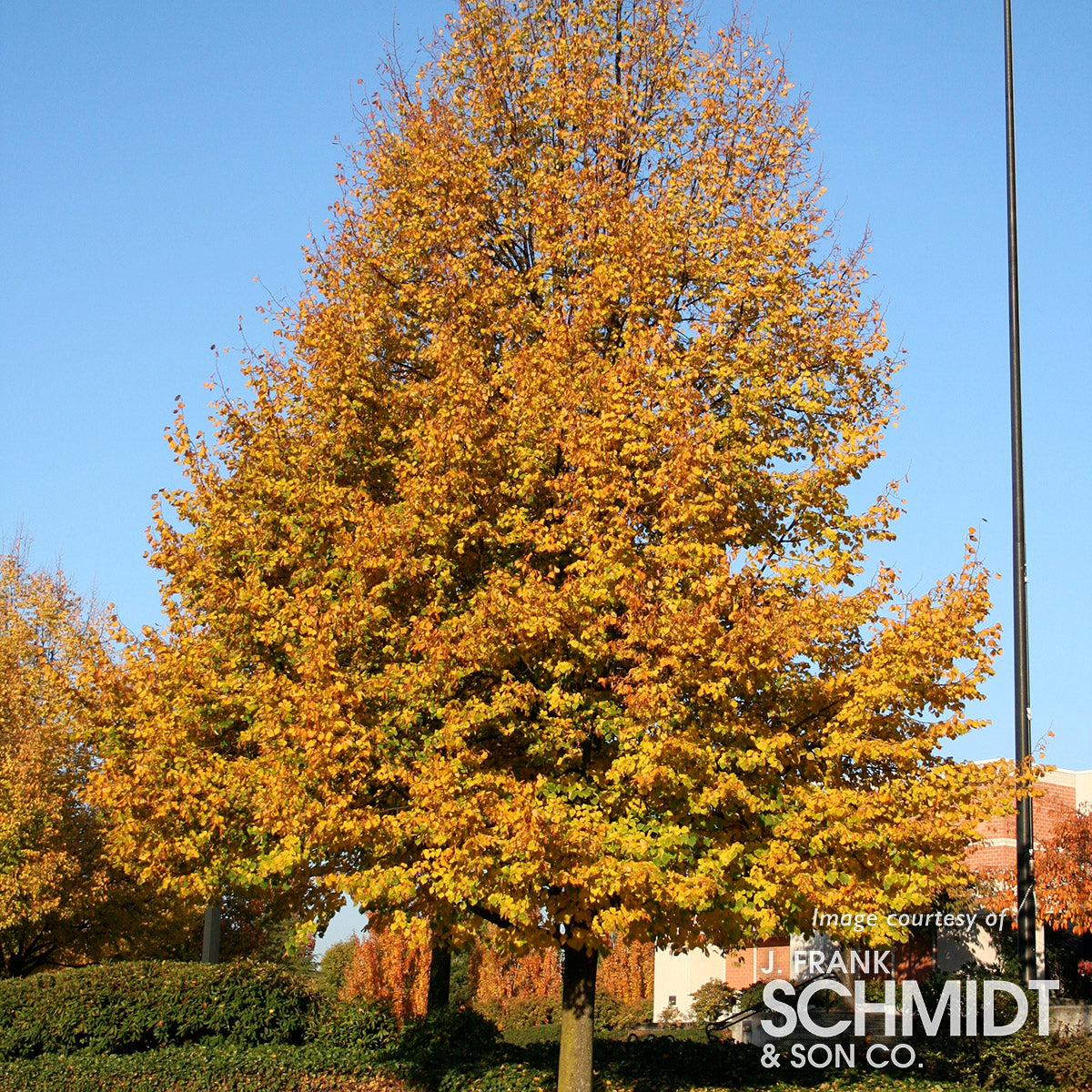 Tilia cordata Greenspire 10gal Linden Tree